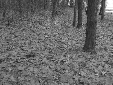 Sztajdel, Piotr. Montaż, 2010-11-09, Szelest liści w lesie nad Zalewem Zemborzyckim