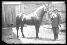 Mężczyzna trzymający konia