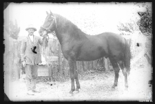 Mężczyzna trzymający konia