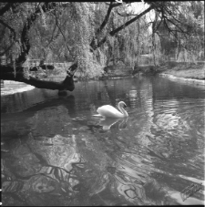Ogr&oacute;d Saski w Lublinie
