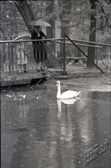 Ogr&oacute;d Saski w Lublinie - łabędź płynący po stawie przy mostku