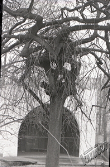 Ogr&oacute;d Saski w Lublinie - drzewo - rzeźba z Muszlą Koncertową w tle