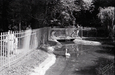 Ogr&oacute;d Saski w Lublinie - staw z łabędziem i mostek