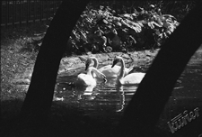 Ogr&oacute;d Saski w Lublinie - łabędzie w stawie