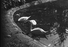 Ogr&oacute;d Saski w Lublinie - łabędzie przy brzegu stawu