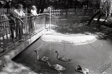 Ogr&oacute;d Saski w Lublinie - most na stawie z podpływającymi do ludzi łabędziami