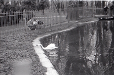 Ogr&oacute;d Saski w Lublinie - oglądanie łabędzia przez ogrodzenie stawu