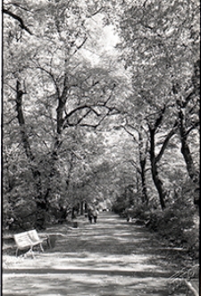 Ogr&oacute;d Saski w Lublinie - alejka wzdłuż ogrodzenia przy Alejach Racławickich