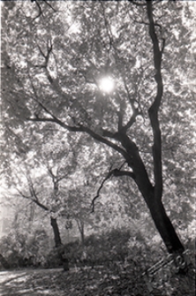 Ogr&oacute;d Saski w Lublinie - słońce przedzierające się przez liście drzew w lecie