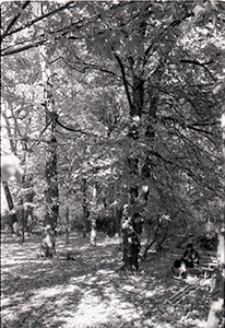 Ogród Saski w Lublinie - wypoczynek pośród zieleni drzew w pełnym rozkwicie