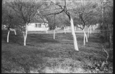 Sady w gospodarstwie na Rurach Jezuickich w Lublinie