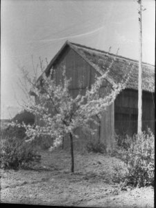 Sady w gospodarstwie na Rurach Jezuickich w Lublinie