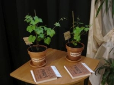 Sadzonki winorośli przekazane szkołom przejmującym pamięć Sprawiedliwych przez Ośrodek &bdquo;Brama Grodzka-Teatr NN&rdquo;