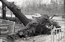 Aleja Tysiąclecia koło zamku w Lublinie - wyrwane drzewo przy ulicy