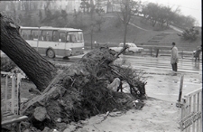 Aleja Tysiąclecia koło zamku w Lublinie - wyrwane drzewo przy ulicy