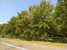 Jewish Cemetery in Kodeń