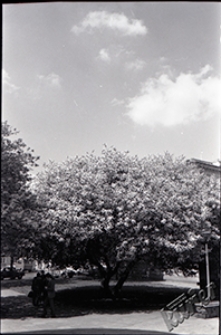 Plac Litewski w Lublinie - przy Pałacu Czartoryskich