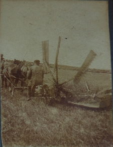 Żniwa w majątku ziemskim w Dysie