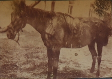 Koń przed dworem w Dysie