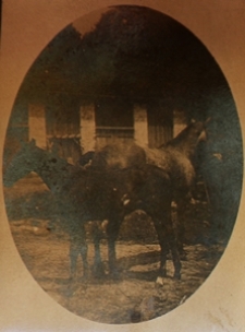 Konie z majątku w Łopienniku