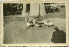 Jan Zuch karmiący gęsi