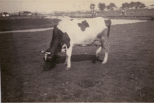 Łąka nab Bystrzycą przy ulicy Wapiennej w Lublinie