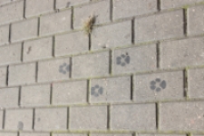 Podw&oacute;rko wyobraźni: Mały Książę