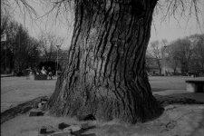 Baobab na Placu Litewskim w Lublinie