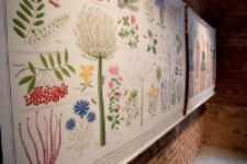 Wystawa Pszczoły - Ilustracje Piotra Sochy