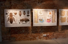 Wystawa Pszczoły - Ilustracje Piotra Sochy