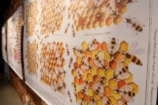 Wystawa Pszczoły - Ilustracje Piotra Sochy