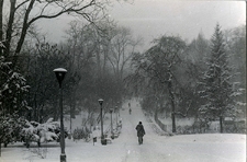 Ogr&oacute;d Saski w Lublinie