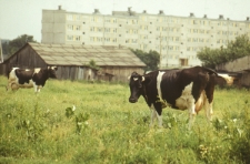Wypas krów na osiedlu dzielnicy Czuby w Lublinie