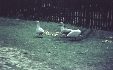 Dolina Czech&oacute;wki w Lublinie