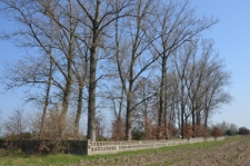 Cmentarz żydowski w Adamowie