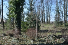 Jewish cemetery in Bełżyce