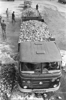 Rozładunek burak&oacute;w w Cukrowni Lublin