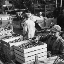 Skup warzyw i owoc&oacute;w w Miłocinie