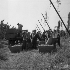 Zbiory chmielu w podlubelskiej wsi