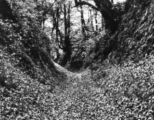 Wąw&oacute;z w Kazimierzu Dolnym