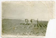 Prace polowe w Modliborzycach