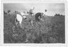 Prace polowe w Motyczu