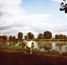 Rozlewisko w Kazimierzu Dolnym