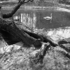 Ogr&oacute;d Saski w Lublinie