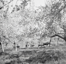 Sad w Kazimierzu Dolnym