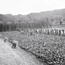 Plantacja chmielu w Kazimierzu Dolnym