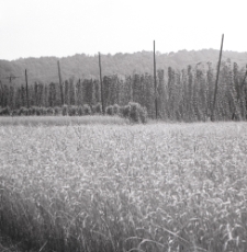 Plantacja chmielu w Kazimierzu Dolnym