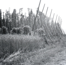 Plantacja chmielu w Kazimierzu Dolnym