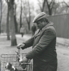 Targ gołębi na błoniach zamkowych w Lublinie