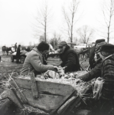 Targ zwierzęcy w Ostrowie Lubelskim